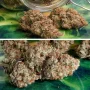 Cannabis seeds Auto Melonade Runtz® NEW! from Dutch Passion